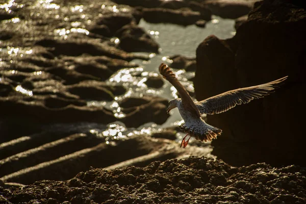 Seagull Landing Rotsen Oceaan — Stockfoto