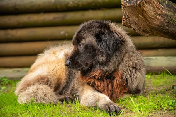 Bahçedeki Serra da Estrela Portekizli bir köpek.