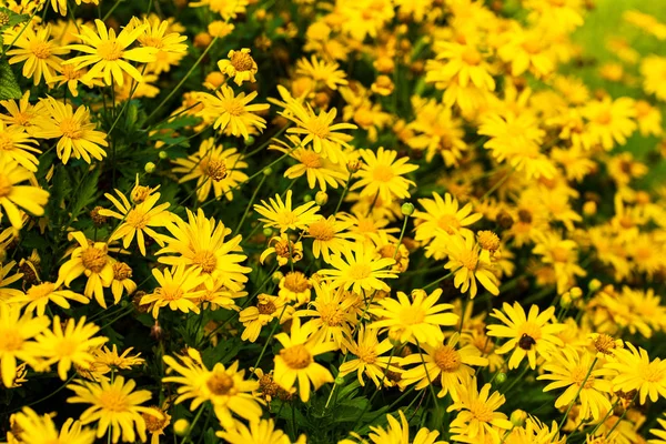 Piękne Żółte Kwiaty Łąka Naturalnego Tła — Zdjęcie stockowe