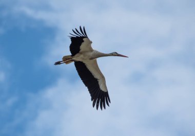 uçan beyaz ve siyah leylek