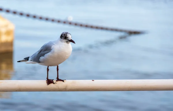 Seagull Landing Een Hek Voor Een Rivier — Stockfoto