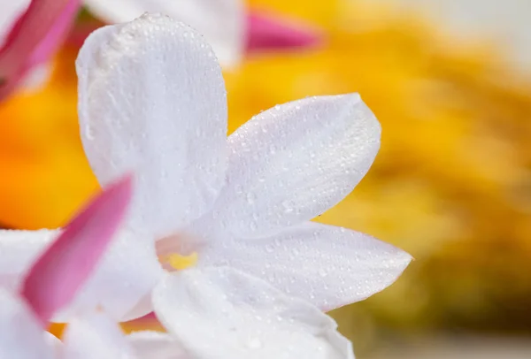 Jasmijn witte bloem — Stockfoto