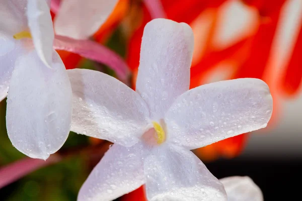 Jasmijn witte bloem — Stockfoto