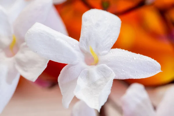 Yasemin beyaz çiçek — Stok fotoğraf