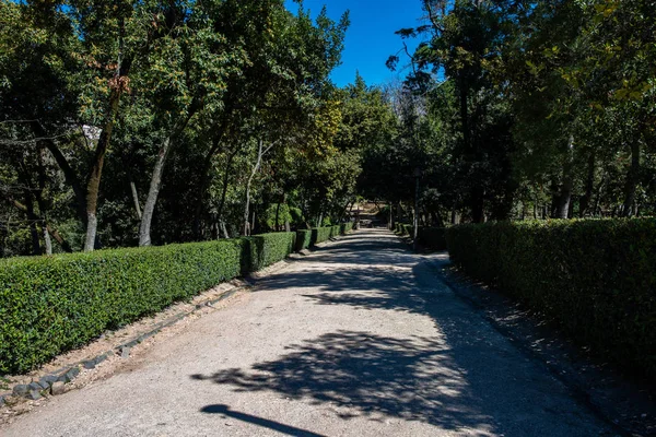 Yol tarafındaki yeşil ağaçlar ile — Stok fotoğraf