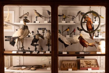 Bilim Müzesi Coimbra Üniversitesi Portekiz