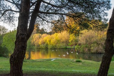 Bahçe gölündeki ördekler