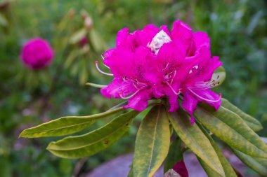 güzel pembe çiçek 