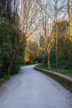 ağaçlar ile kir yolu
