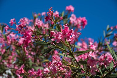 pembe çiçek agaisnt mavi gökyüzü