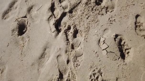 Footsteps Tracks Sand — Stock Video