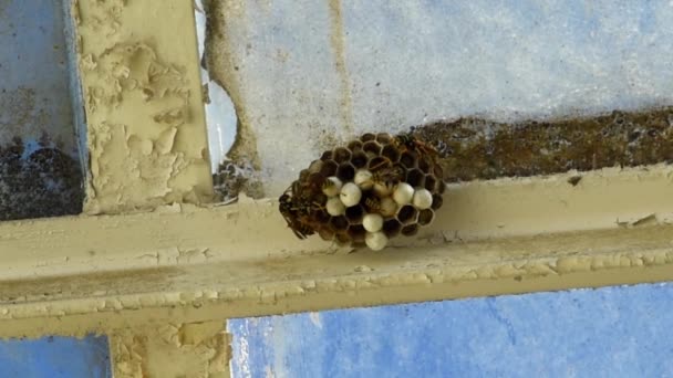 Waps Nest Met Verschillende Wespen Een Gebouw Dakraam — Stockvideo