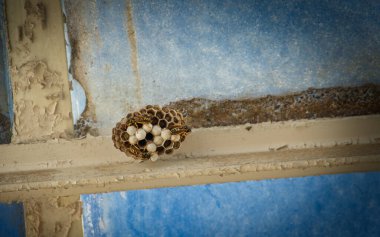 Bir binanın tavan penceresinin içinde birkaç eşekarısı var.