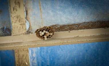 Bir binanın tavan penceresinin içinde birkaç eşekarısı var.