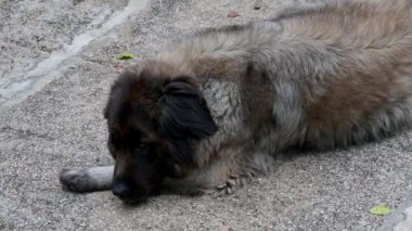 Serra da Estrela köpeği, Portekizli köpek.