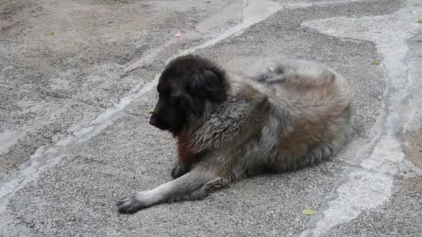 Serra Estrela Cane Cane Portoghese — Video Stock