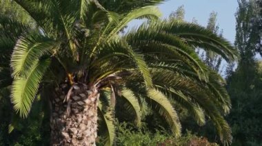 Palmiye ağacının kıvrımları