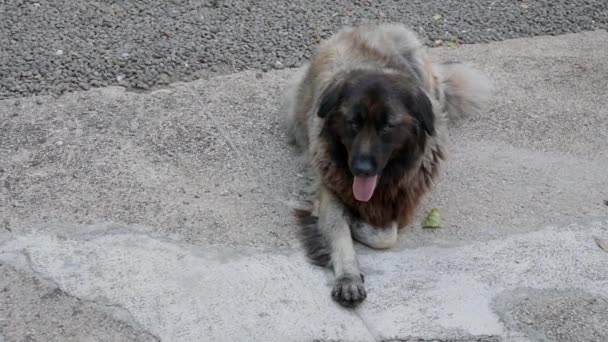 Cão Português Serra Estrela Deitado Num Jardim — Vídeo de Stock