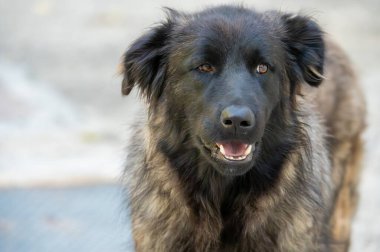 Serra da Estrela Dağ Köpeği 'nin yakın plan portresi. Uzun siyah ve kahverengi kürklü. Açık havada duruyor..