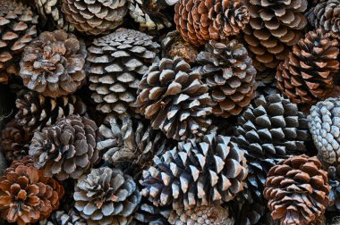 Üst üste binen pullarla bir grup kuru çam kozalağının yakın görüntüsü, çeşitli şekilleri ve desenleri doğal kahverengi renklerde bir araya getirilir..