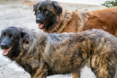 Bir çift Serra da Estrela Dağ Köpeği uzun siyah ve kahverengi kürklü açık havada, bulanık arkaplanlı doğal ışıkta yakalandılar..
