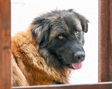 Serra da Estrela Dağ Köpeği 'nin yakın plan portresi, uzun kırmızı-kahverengi ve siyah kürklü, kameraya bakıyor, dili hafifçe çıkmış, ahşap kirişlerle çerçevelenmiş..