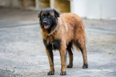 Serra da Estrela Dağ Köpeği portresi. Uzun siyah ve kahverengi kürklü. Açık havada duruyor..