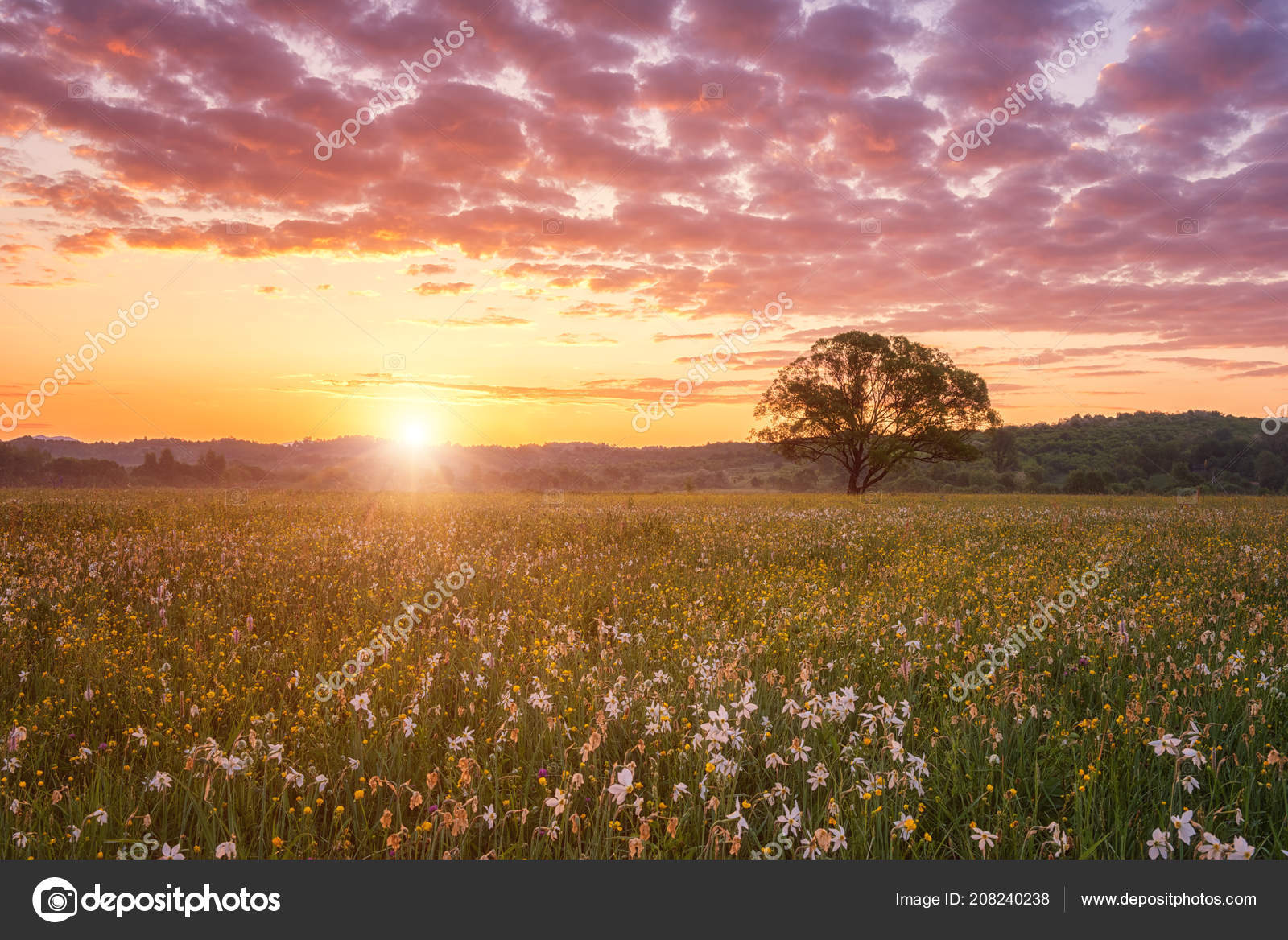 Beautiful Sunrise Flowering Valley Scenic Landscape Wild Growing Flowers Color Stock Photo Image By C Lugrin
