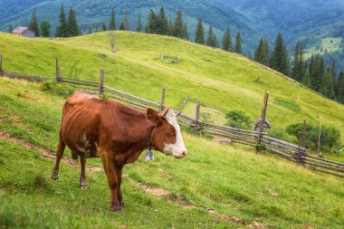 Alpin çayır yaz, doğal açık hayvan arka plan Karpat Dağları otlatma inek