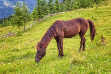 Kestane at yaz alpin çayır, doğal açık hayvan arka plan, Karpat Dağları otlatma
