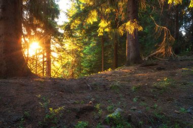 Sihirli yaz yeşil orman günbatımı ışık, parlak doğa manzara duvar kağıdı veya kapak için uygun
