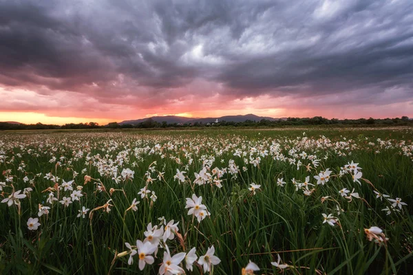 Beautiful sunset in the flowering valley, scenic landscape with wild growing white flowers and dramatic thunder sky. Daffodil valley, nature reserve near Khust, Transcarpathia, Ukraine