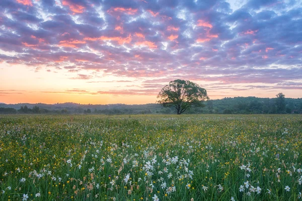 Гарний Схід Сонця Долині Квітучих Мальовничий Краєвид Зростаючого Дикі Квіти — стокове фото