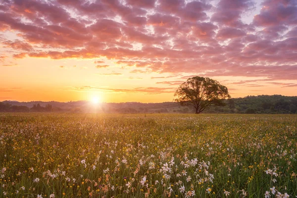 Гарний Схід Сонця Долині Квітучих Мальовничий Краєвид Зростаючого Дикі Квіти — стокове фото
