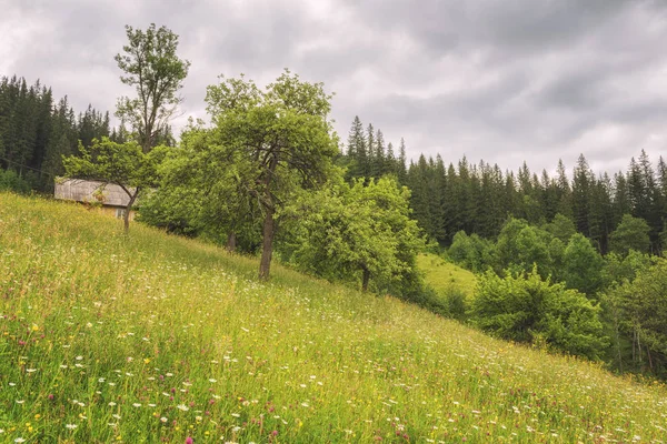 Widok Alpejskie Krajobrazy Lato Karpatach Natura Krajobraz Kwiaty Zbieranina Trawą — Zdjęcie stockowe