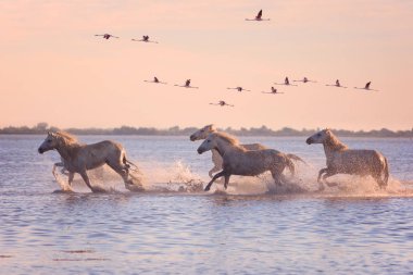 Güzel beyaz at Parc bölgesel de Camargue, Bouches-du-Rhône, Provence - Alpes - Cote d'Azur, Güney Fransa flamingolar yumuşak günbatımı ışıkta uçan arka planı su üzerinde çalışan