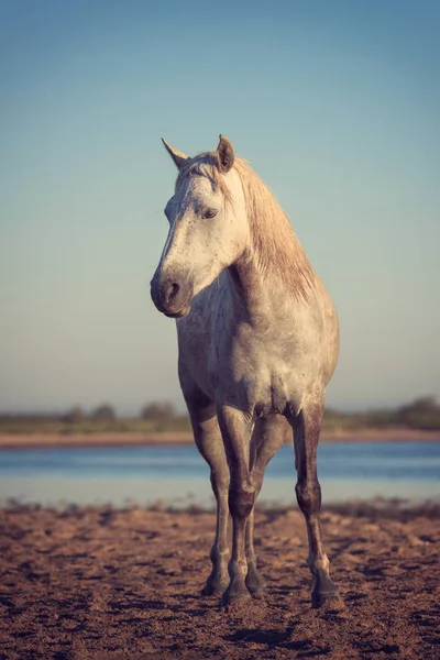 Gyönyörű Fehér Camargue Mén Természet Tartalék Vintage Stílusú Függőleges Kép — Stock Fotó