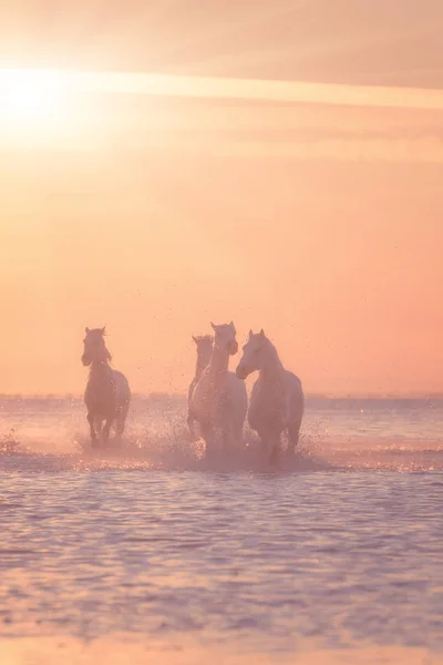 Krásný Bílí Koně Tryskem Vodě Při Měkké Žluté Slunce Světlo — Stock fotografie