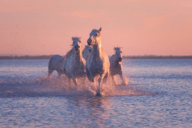 Beyaz at dörtnala su yumuşak pembe günbatımı ışık, ulusal park Camargue, Bouches-du-rhone bölümü, Provence - Alpes - Cote d'Azur bölgesi, Güney Fransa çalıştırmak