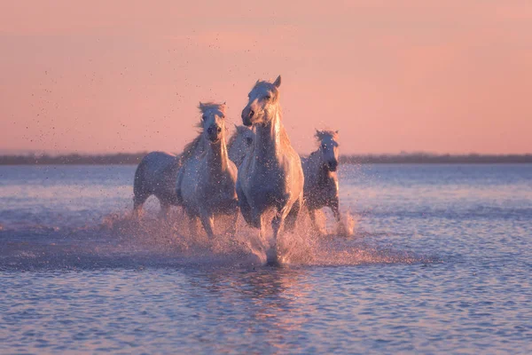 Bílí Koně Běžet Tryskem Vodě Měkké Růžové Slunce Světlo Národní — Stock fotografie