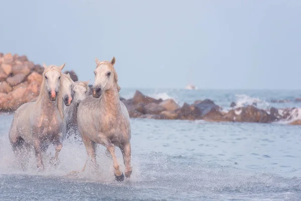 Gyönyörű Fehér Fut Vágta Víz Naplemente Nemzeti Park Camargue Bouches — Stock Fotó