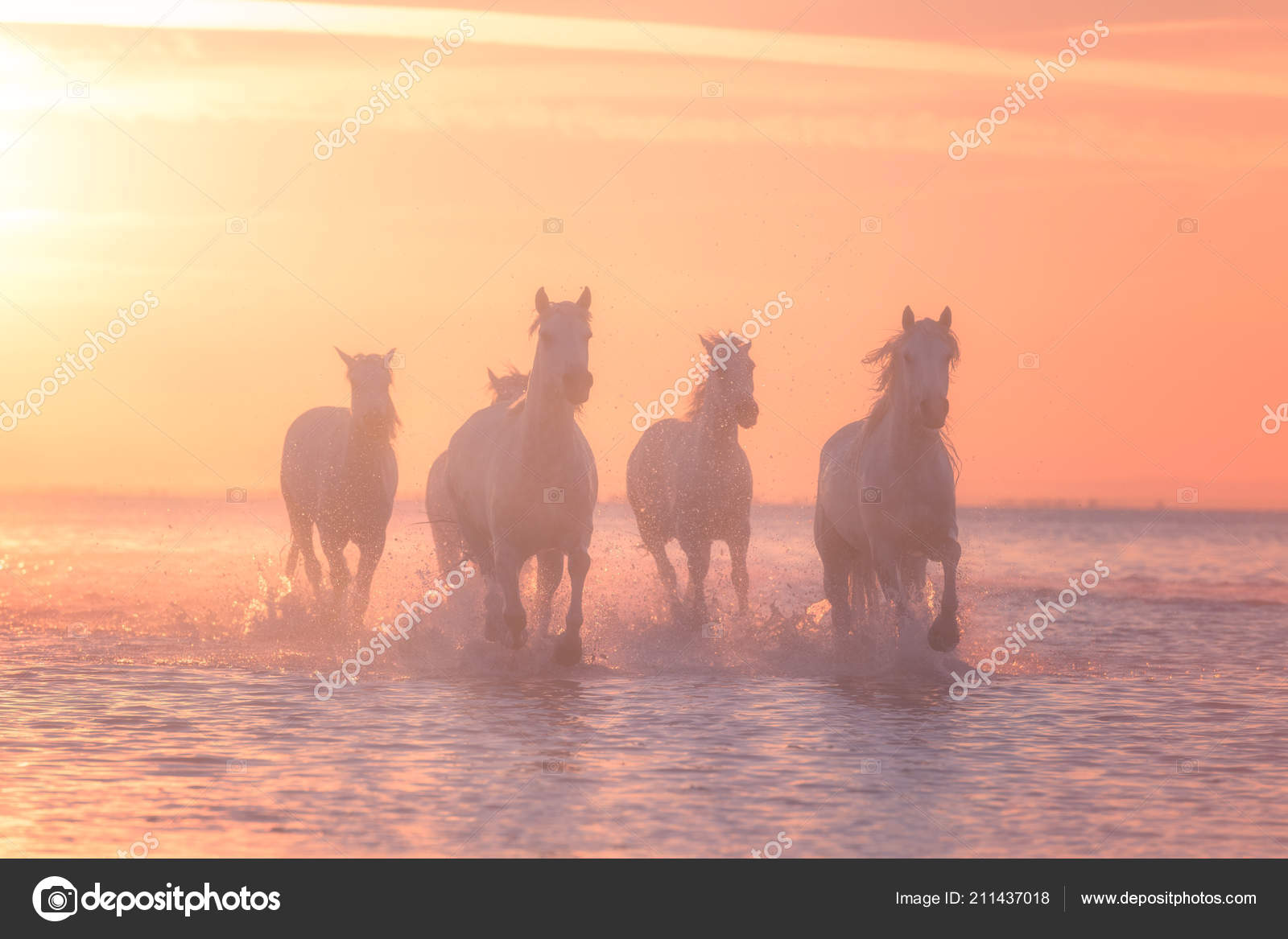 Magnifiques Chevaux Blancs Galopant Sur Eau Douce Lumière