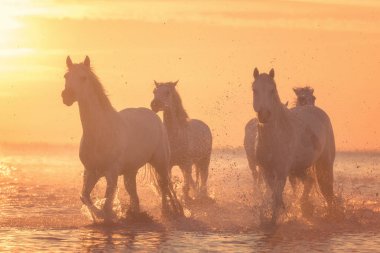 Güzel beyaz at dörtnala su yumuşak sarı günbatımı ışık, ulusal park Camargue, Bouches-du-rhone bölümü, Provence - Alpes - Cote d'Azur bölgesi, Güney Fransa çalıştırmak
