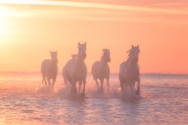 Güzel beyaz yumuşak sarı günbatımı ışık, Parc bölgesel de Camargue, su üzerinde dörtnala atlar Bouches-du-rhone bölümü, Provence - Alpes - Cote d'Azur bölgesi, Güney Fransa