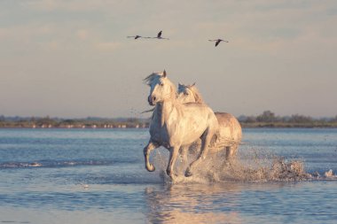 Güzel beyaz at Parc bölgesel de Camargue, Bouches-du-Rhône, Provence - Alpes - Cote d'Azur, Güney Fransa flamingolar yumuşak günbatımı ışıkta uçan arka planı su üzerinde çalışan