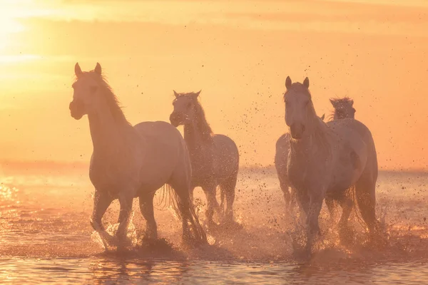 Krásné Bílé Koně Běžet Trysku Vodě Měkké Žluté Slunce Světlo — Stock fotografie