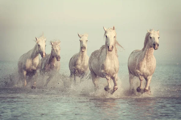 Krásné Bílé Koně Běžet Trysku Vodě Měkké Světlo Slunce Vinobraní — Stock fotografie