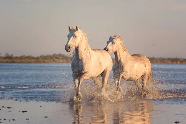 Krásný Bílí Koně Tryskem Vodě Při Měkké Světlo Slunce Regionální — Stock fotografie
