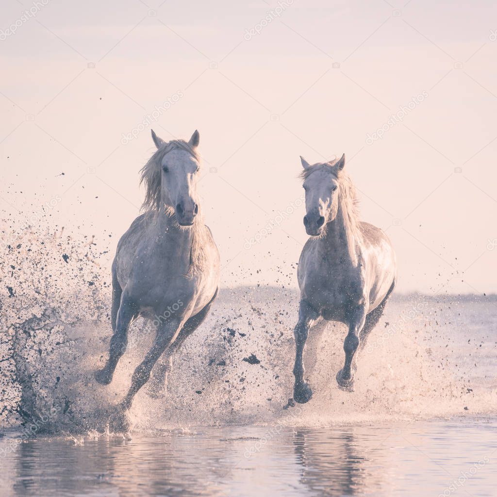 Beautiful white horses galloping on the water at soft sunset light, Parc Regional de Camargue, Bouches-du-rhone department, Provence - Alpes - Cote d'Azur region, south France