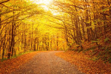 Doğa güneşli manzara sarı sonbahar ormandaki dar dolambaçlı yol